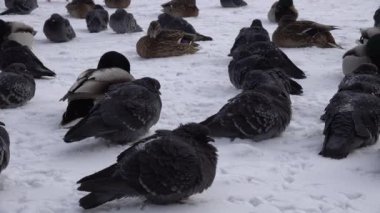 Kuşlar ve ördekler halk parkında kışın buz üstünde oturur ve yatarlar.