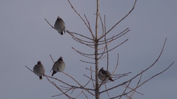 Ala de cera bohemia Asiento de pájaro Bombycilla garrulus en las ramas desnudas — Vídeos de Stock