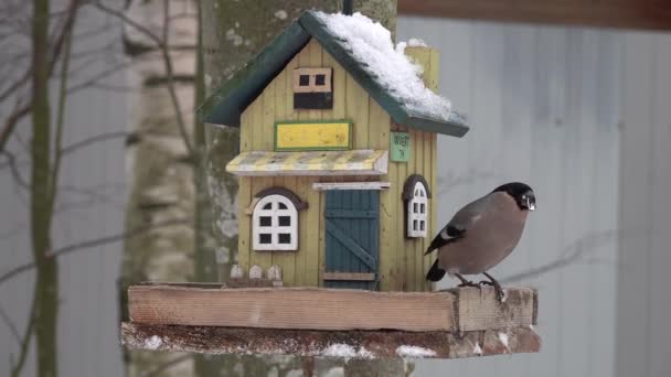 Fat Eurasian bullfinch seats on bird feeders and eating seeds. Great tit come — Wideo stockowe