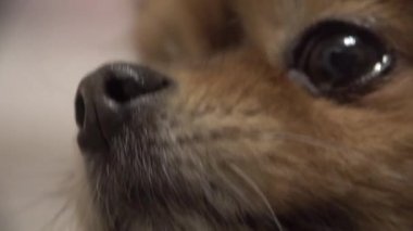 Pomeranya Pom 'unun küçük kırmızı köpek yüzünü kapatın. Burun, gözler ve bıyık.. 