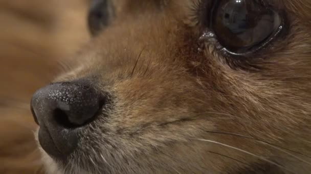 Primer plano pequeño perro rojo cara de pompón de Pomerania. Nariz, ojos y bigote. — Vídeos de Stock