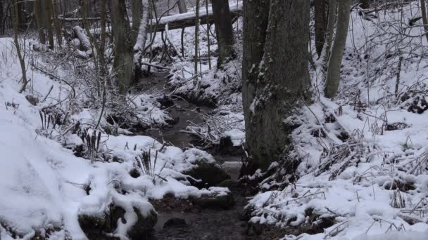 Floden i skogen rinner på vintern. Snövit. En man går förbi — Stockvideo