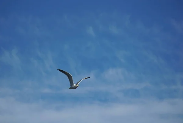 Mouette solitaire oiseau mouette sur le ciel bleu avec des nuages. Mer ou océan belle image. — Photo