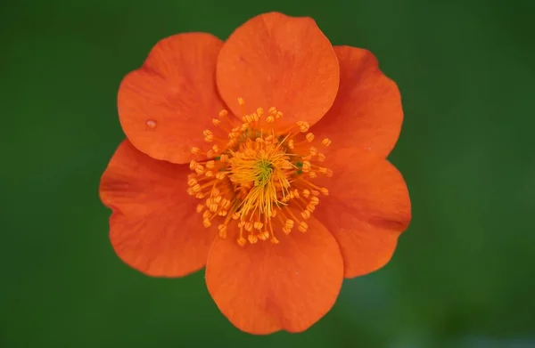 Γκρο πλαν άποψη macro closeup ενός geum avens πορτοκαλί λουλούδι. Ωραίοι πισινοί στήμονες. — Φωτογραφία Αρχείου