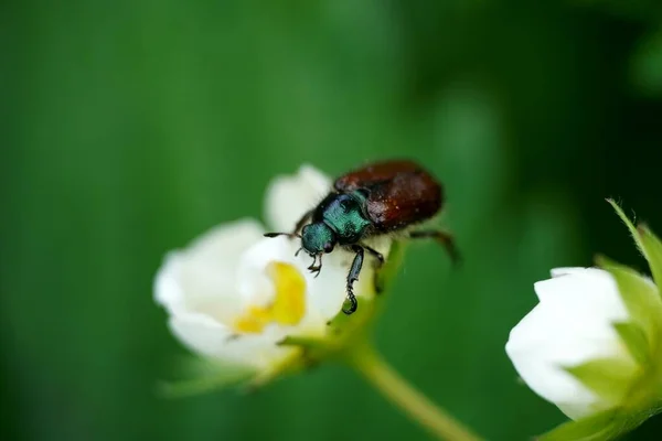 Close up view macro closeup Melolonthinae scarab beetle pest Scarabaeidae flower — Stock Photo, Image