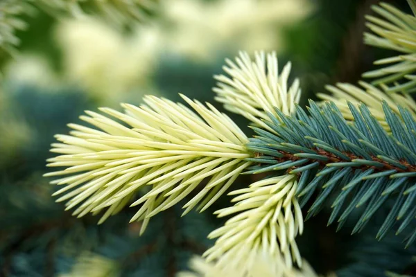 Close up view macro closeup young fresh shoot of blue spruce. White colored. — 스톡 사진