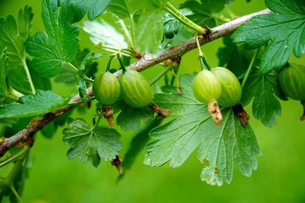 Close up view macro closeup young green gooseberry. berries top of a green plant — Stock Photo, Image