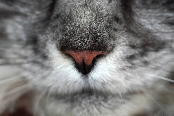 A close up of a cat Gray maine coon mainecoon mouth . Pink nose, white mustache — Stock Photo, Image