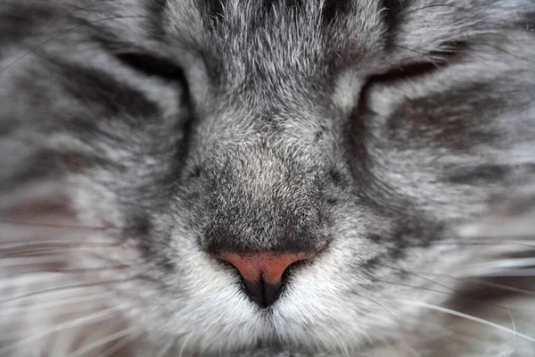 A close up of a cat Gray maine coon mainecoon. Pink nose, white mustache. Macro — Stock Photo, Image