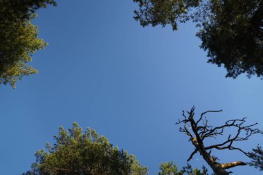 Aşağıdaki çam ormanının manzarası. Bir ağaç öldü. Mavi açık gökyüzü.