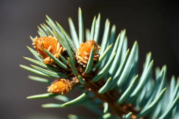 Pine twigs, young shoots spruce. little bumps close up view macro closeup — 스톡 사진