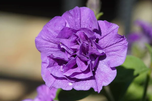 Flor violeta agradável no jardim close-up vista macro close-up — Fotografia de Stock