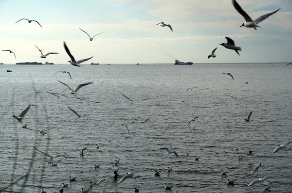 Lot many Seagulls Black-headed gulls birds sea lake. Cargo ship on background — Stock Photo, Image