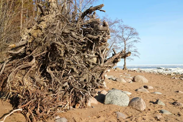 Kořen velkého stromu po bouři. písečné kamenné pobřeží Finského zálivu — Stock fotografie