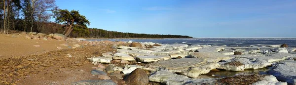 Mermelada de hielo en la playa rocosa de arena de la costa. Golfo de Finlandia. Pino solitario en la capa —  Fotos de Stock