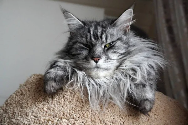 A close up of a cat Gray maine coon mainecoon. Pink nose, white mustache. tail — Stock Photo, Image