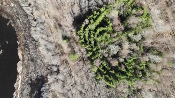 Shore of lake with reeds and spring forest. gray and green trees. Aerial view — Stock Video