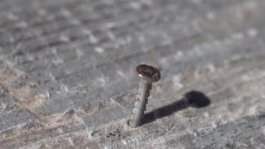 Çekiç, gri bir tahtaya çivi çakar. Makro görünümü kapat.