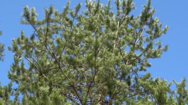 Turuncu gün batımında ya da gün doğumunda yüksek çam ağacı. Havla. Yukarıdan aşağıdan görüntüyü kapat