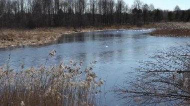 Sazlıklarla dolu nehir kıyısı. Sakin suyla yavaş akış. Rusya 'da güneşli bahar