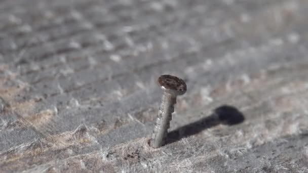 Un marteau enfonce un clou dans un bois gris. vue rapprochée macro gros plan — Video