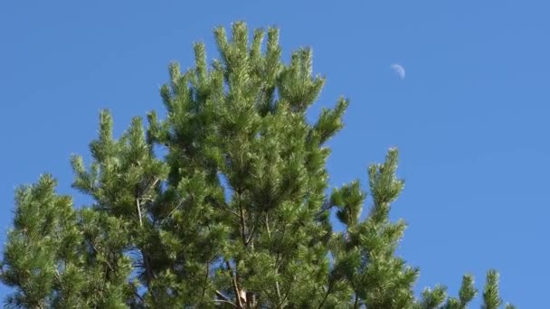 Albero verde pino con cielo azzurro chiaro e mezza luna giorno. Vista dal basso verso l'alto. — Video Stock