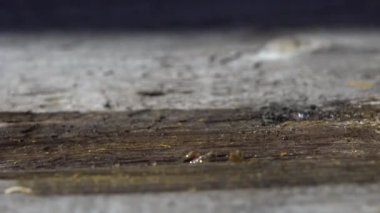 Geniş çalı kullanarak ahşap şeffaf boyayı kapat. Makro video.