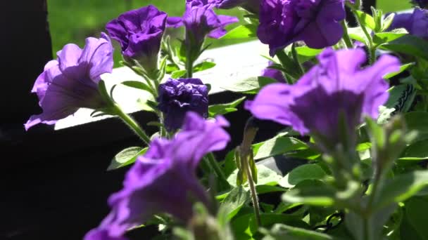 Planta flores violetas lila en macetas blancas balanceándose en el viento. cuidado de plantas cultivadas — Vídeos de Stock