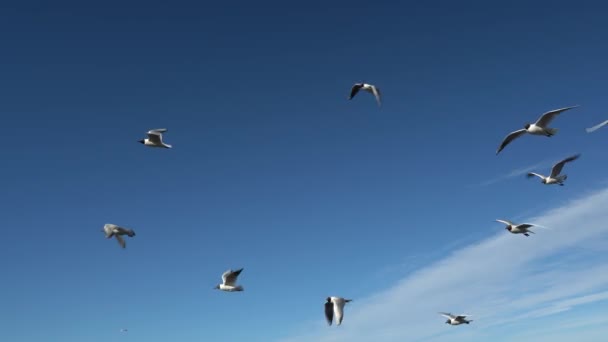 Spousta racků Černovlasí racci ptáci jasná modrá obloha. létat, mávat křídly — Stock video