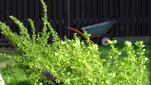 Pianta cespuglio verde nel giardino del parco. Carrello della carriola del giardino sullo sfondo — Video Stock