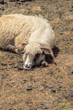 Keçi günü yerde rüya görüyor
