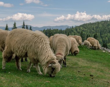 Güzel bir dağ manzarasında koyun sürüsü
