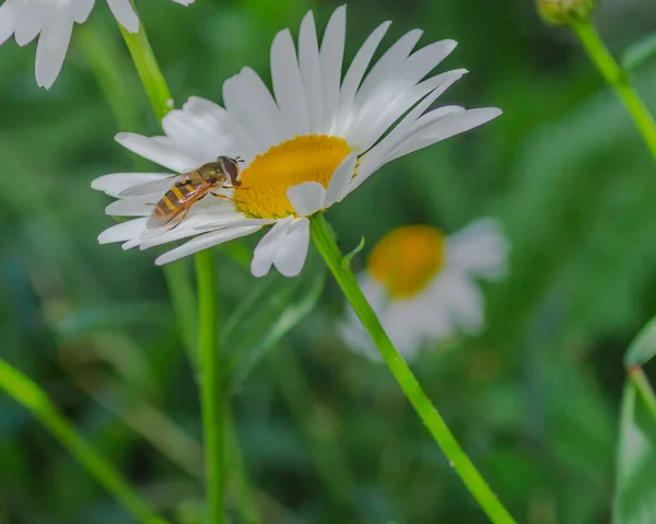 Bijen Verzamelen Nectar Van Een Mooie Bloem — Stockfoto