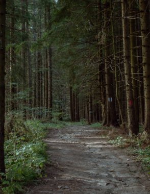 Ormanda güzel bir patika