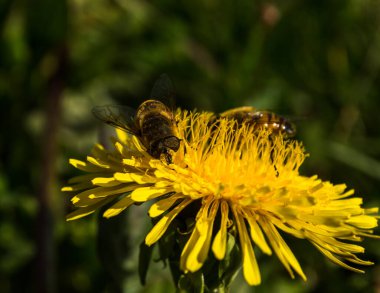 Arı güzel bir çiçekten nektar topluyor.
