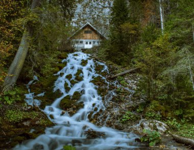 Ormanda sonbahar şelalesi