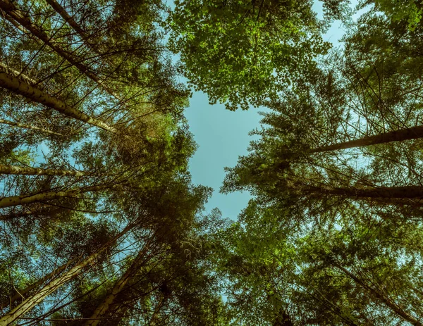 Crown Trees Beautiful Sky — Stock Photo, Image