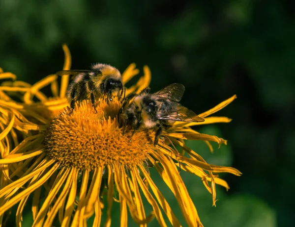 Abeja Recogiendo Néctar Una Hermosa Flor — Foto de Stock