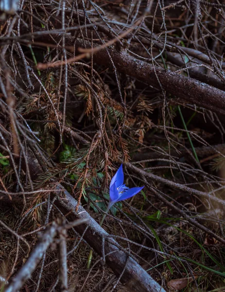 Uma Bela Flor Azul Levantando Árvore Corte — Fotografia de Stock