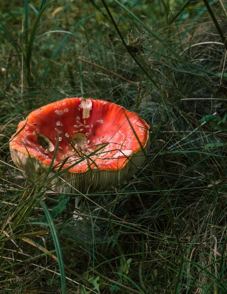 A beautiful poisonous mushroom in the forest