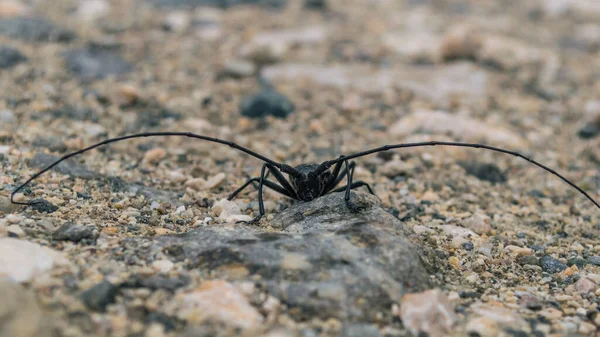 Hermoso Escarabajo Negro Con Enormes Antenas —  Fotos de Stock