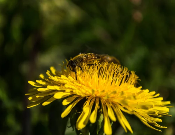 Bee Collecting Nectar Beautiful Flower — Stock Photo, Image