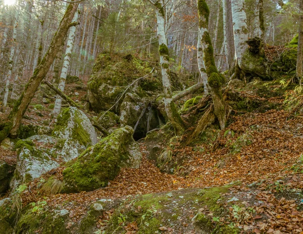 Erdei Táj Gyönyörű Őszi Színekben — Stock Fotó