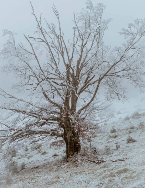 来自罗曼蒂亚的美丽冬季风景 — 图库照片