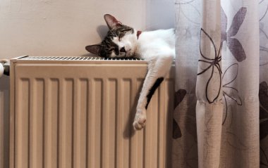 Kışın sıcak bir radyatörde uyuyan bir kedi.