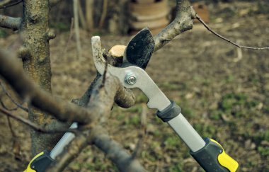 Yeni yılda daha iyi bir meyve için ağaçların temizlenmesi.