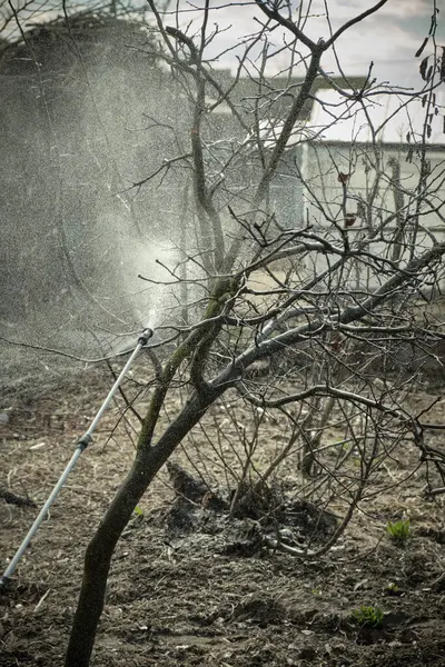 Meyve vermeden önce ağaçlara böcek ilacı serpmek.