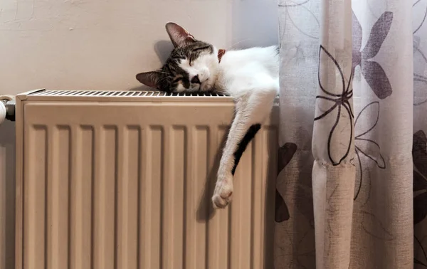 Cat Sleeping Warm Radiator Winter Stock Photo
