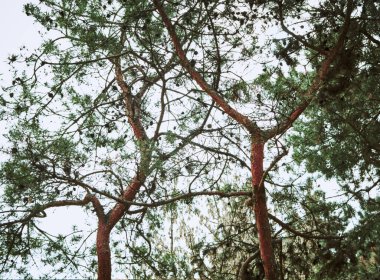 Ağaç kabuklarının altında saklı güzel ağaçların rengi