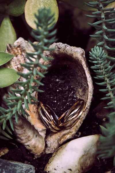 把结婚戒指插在贝壳里 就像一只蜗牛 身边长着多汁的植物 — 图库照片